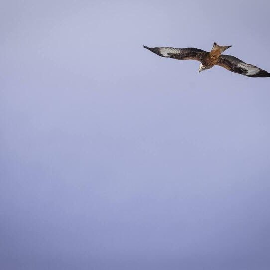 TOUR BIRDING PIRINEOS 4X4 19