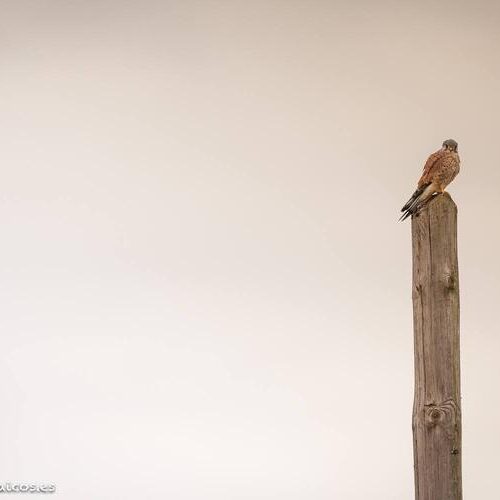 TOUR BIRDING PIRINEOS 4X4 20